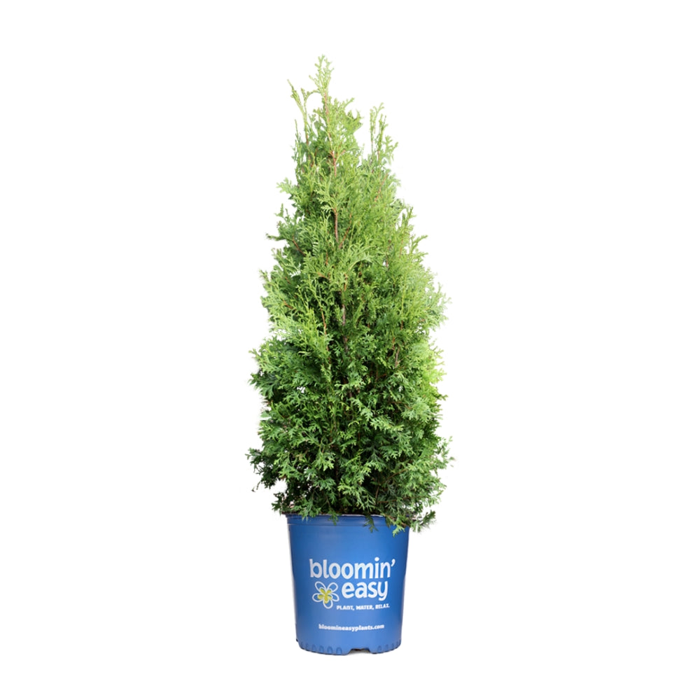 Private Jet™ Arborvitae (Thuja occidentalis Private Jet  &
