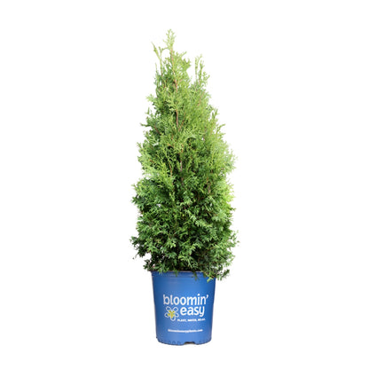Private Jet™ Arborvitae (Thuja occidentalis Private Jet  &