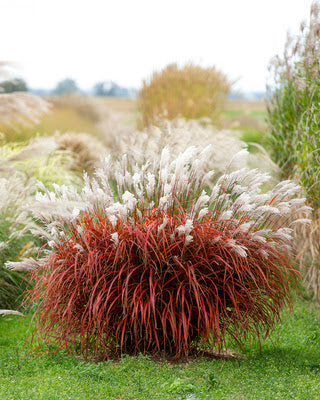 Lady in Red Miscanthus Grass (Miscanthus sinensis &