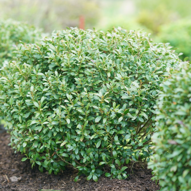 Strongbox® Inkberry holly (Ilex glabra &