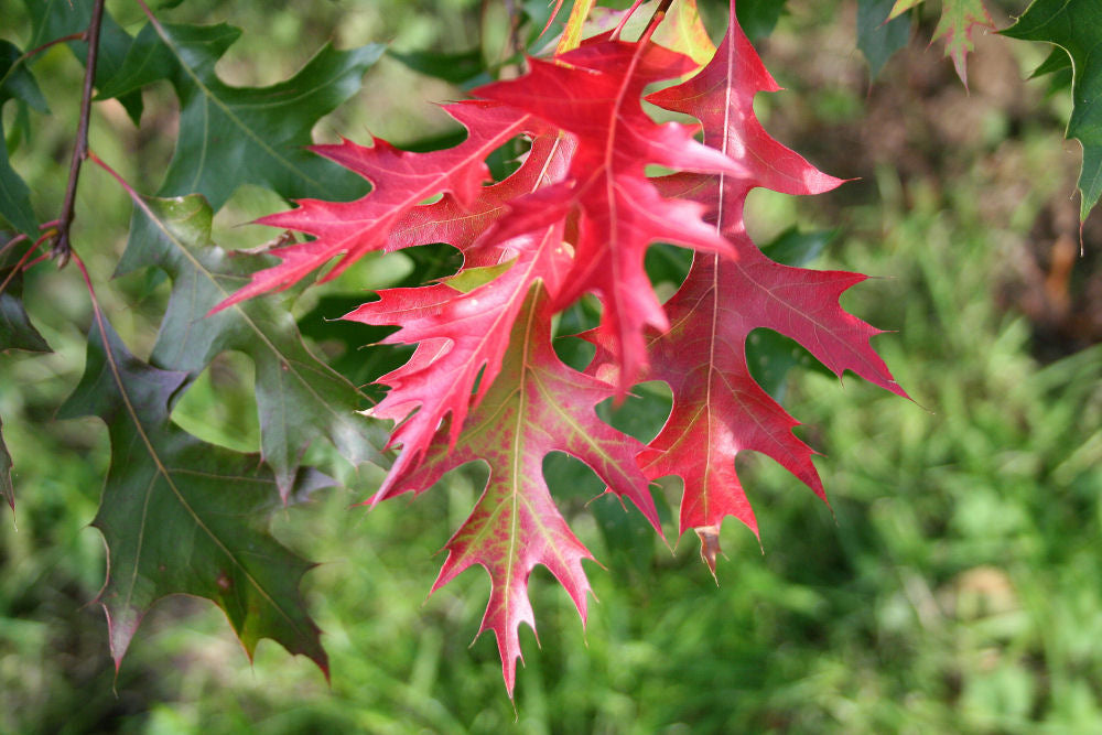 Deciduous Shade Trees