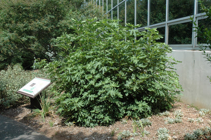Olympian Fig (Ficus carica &