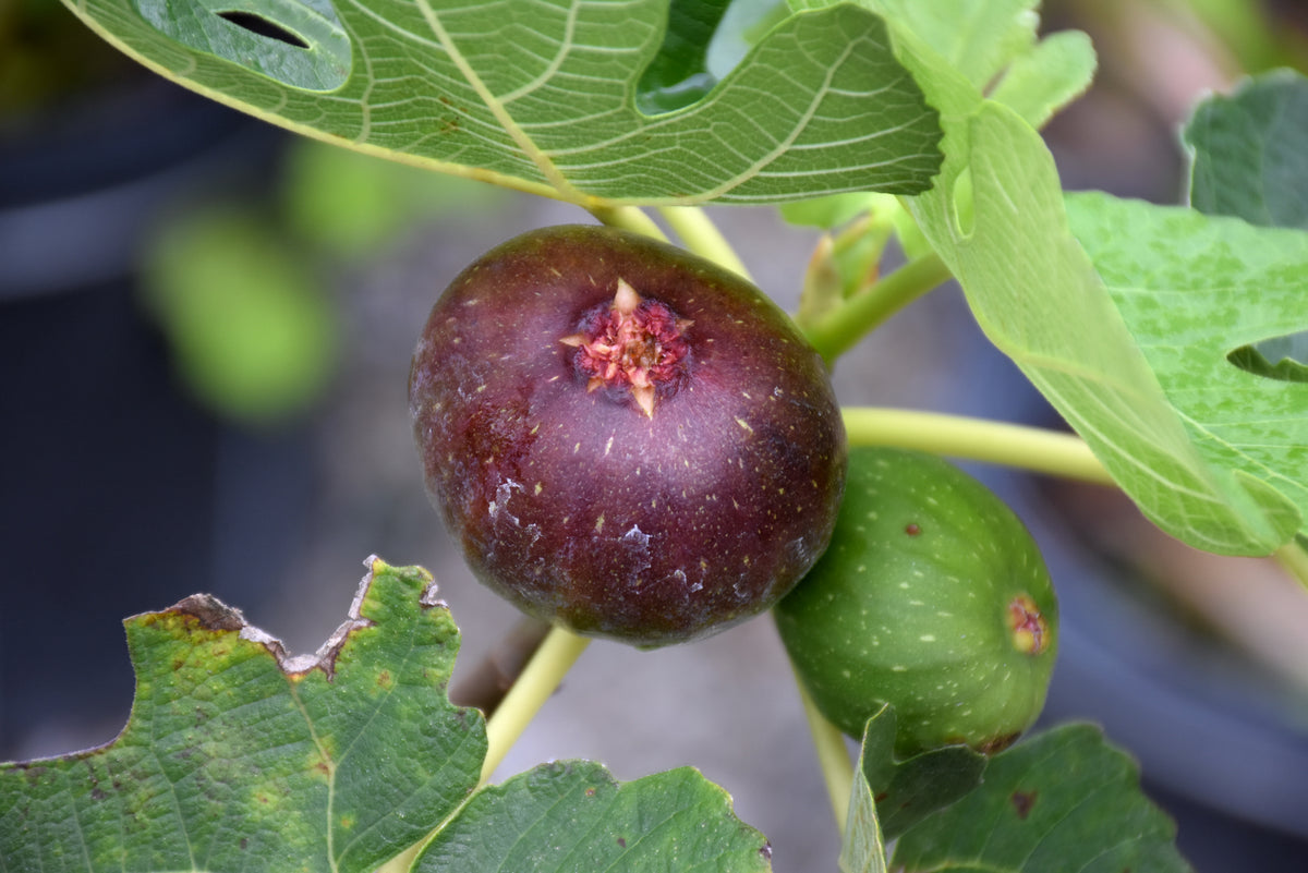 Olympian Fig (Ficus carica &