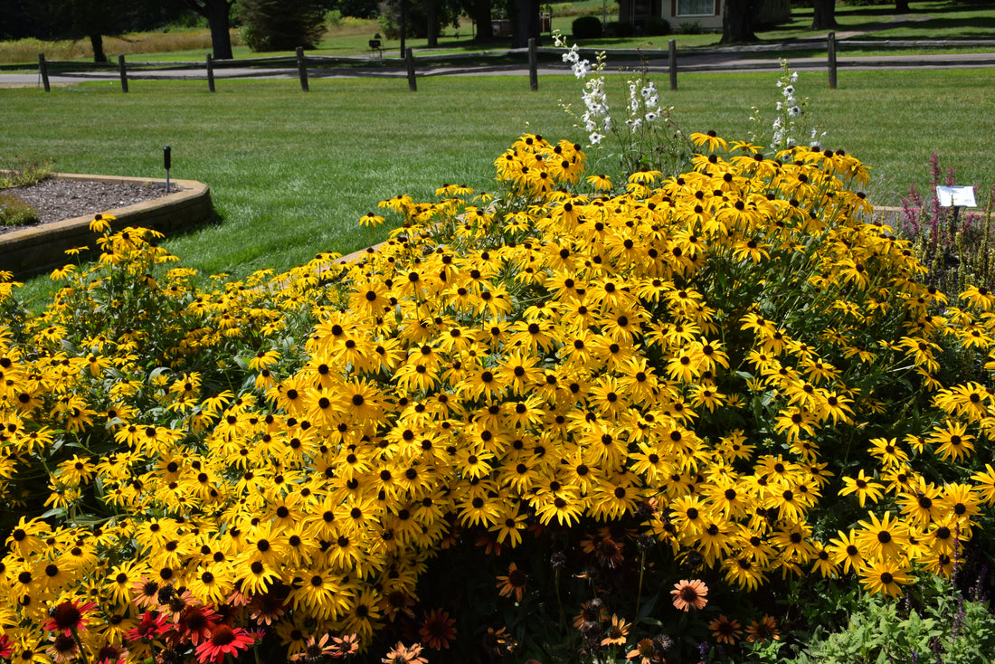 Glitters LIke Gold Black Eyed Susan (Rudbeckia x &