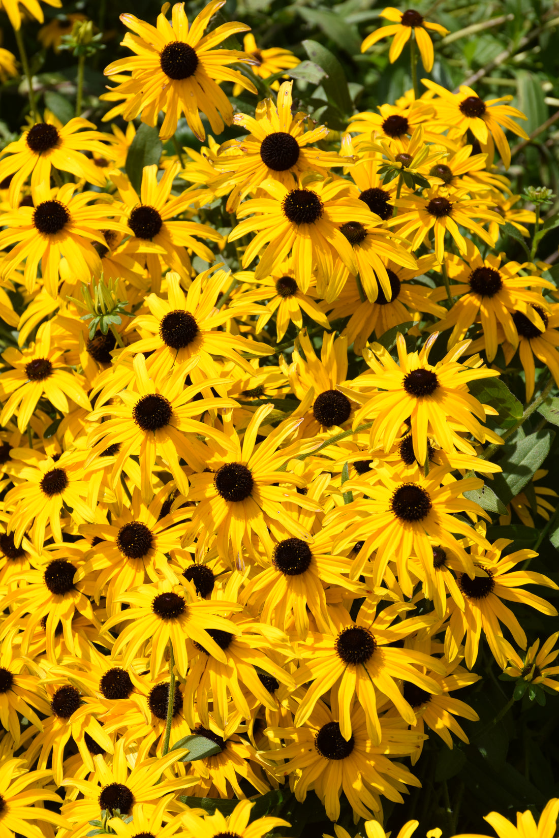 Glitters LIke Gold Black Eyed Susan (Rudbeckia x &