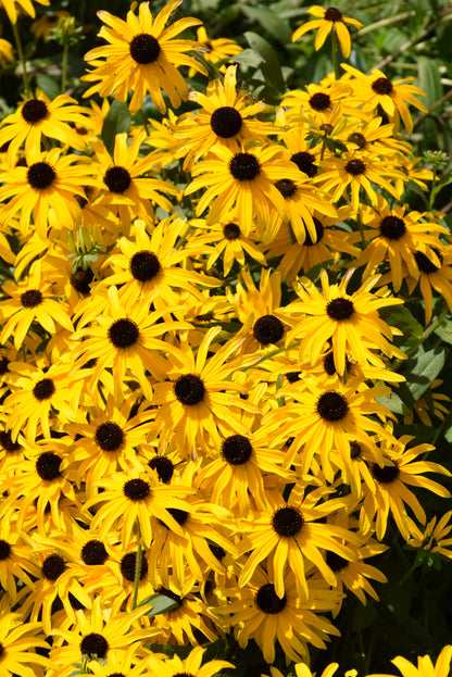 Glitters LIke Gold Black Eyed Susan (Rudbeckia x &