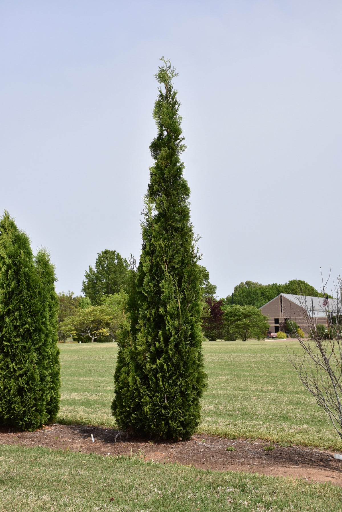 THIN MAN® Arborvitae (Thuja occidentalis &