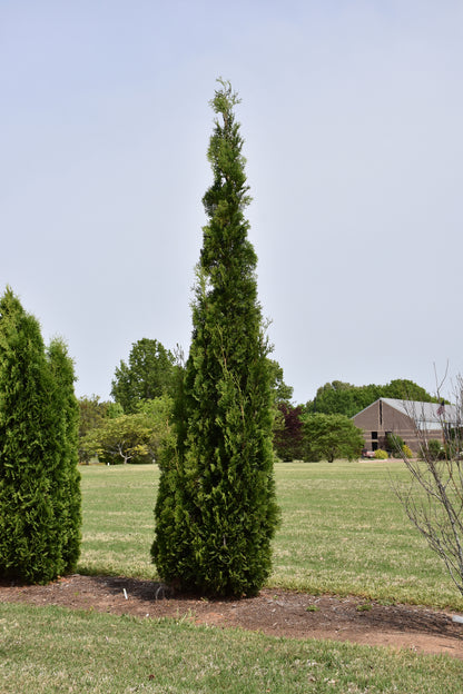 THIN MAN® Arborvitae (Thuja occidentalis &
