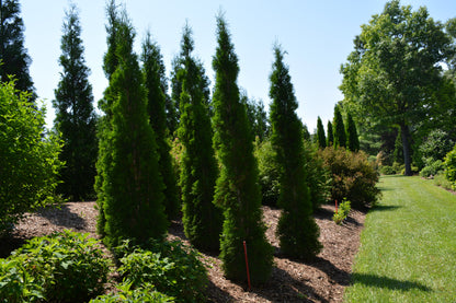 THIN MAN® Arborvitae (Thuja occidentalis &