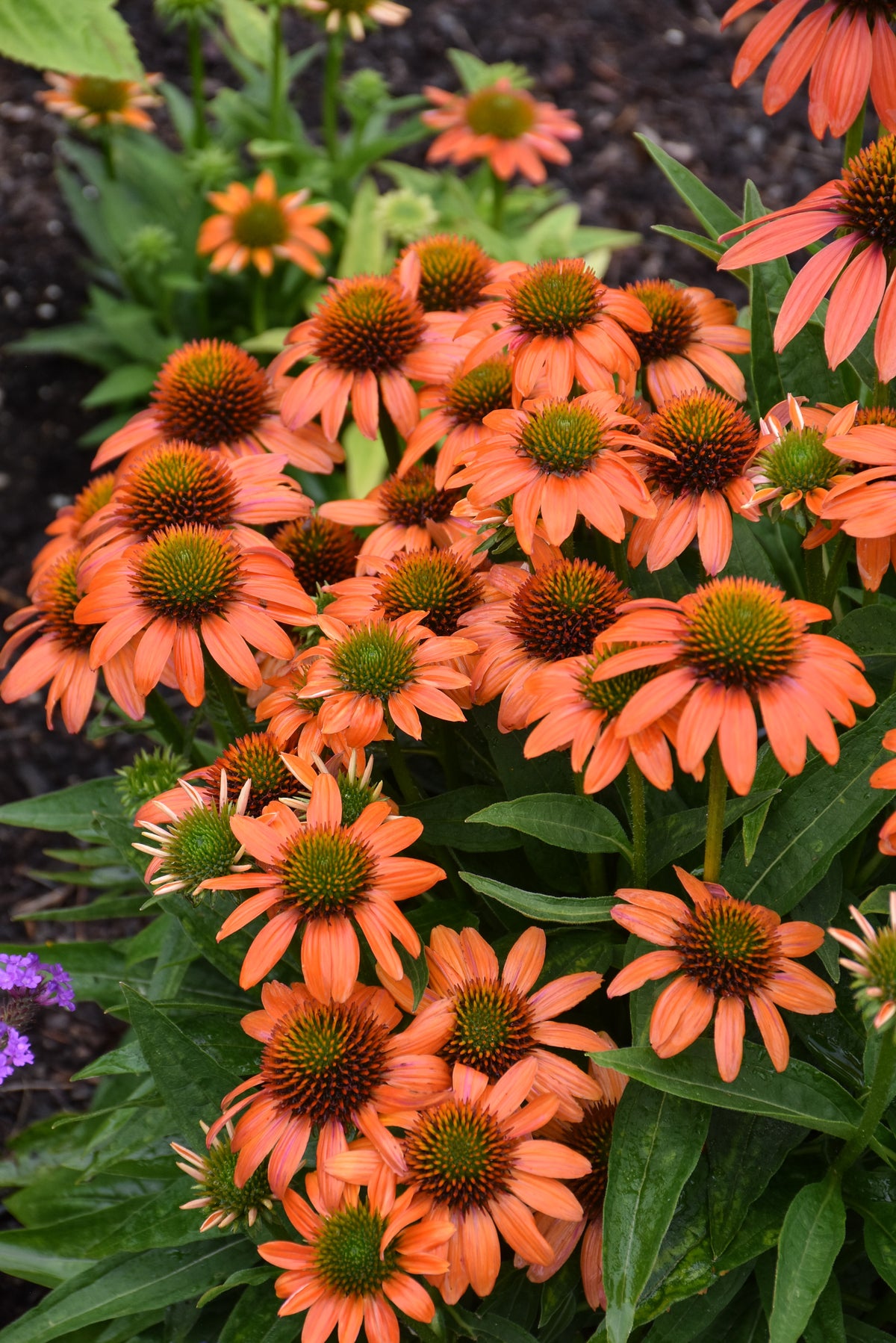 Artisan™ Soft Orange Coneflower (Echinacea artisan &