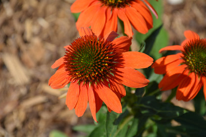 Artisan™ Soft Orange Coneflower (Echinacea artisan &