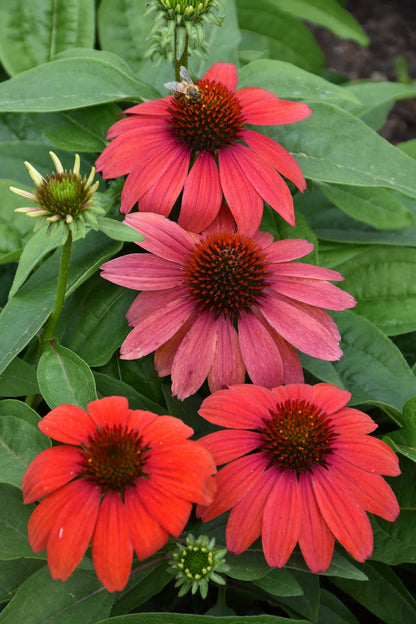 Artisan™ Red Ombre Coneflower (Echinacea artisan &