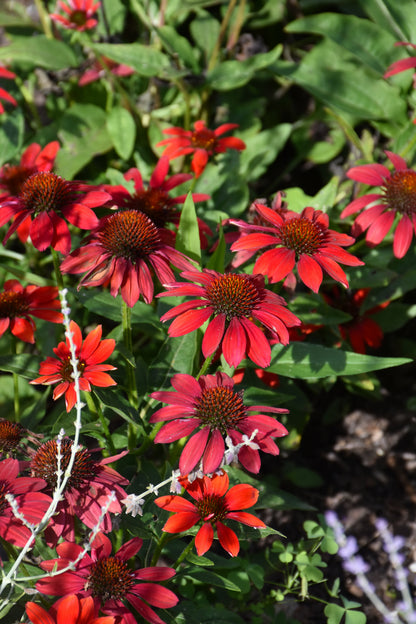 Artisan™ Red Ombre Coneflower (Echinacea artisan &