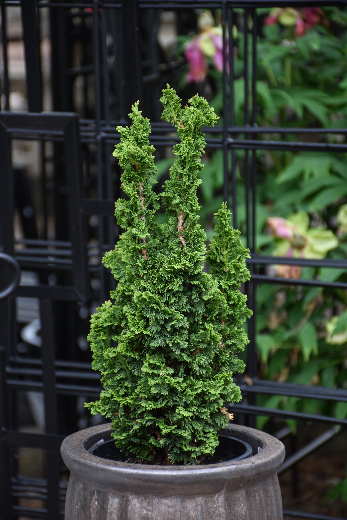 Primo™ Arborvitae (Thuja occidentalis &