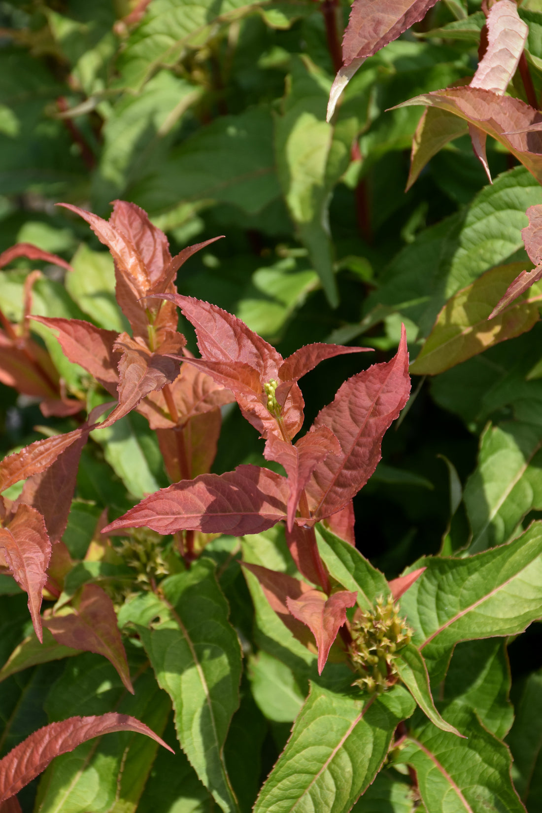 Kodiak® Orange Honeysuckle (Diervilla sessilifolia &