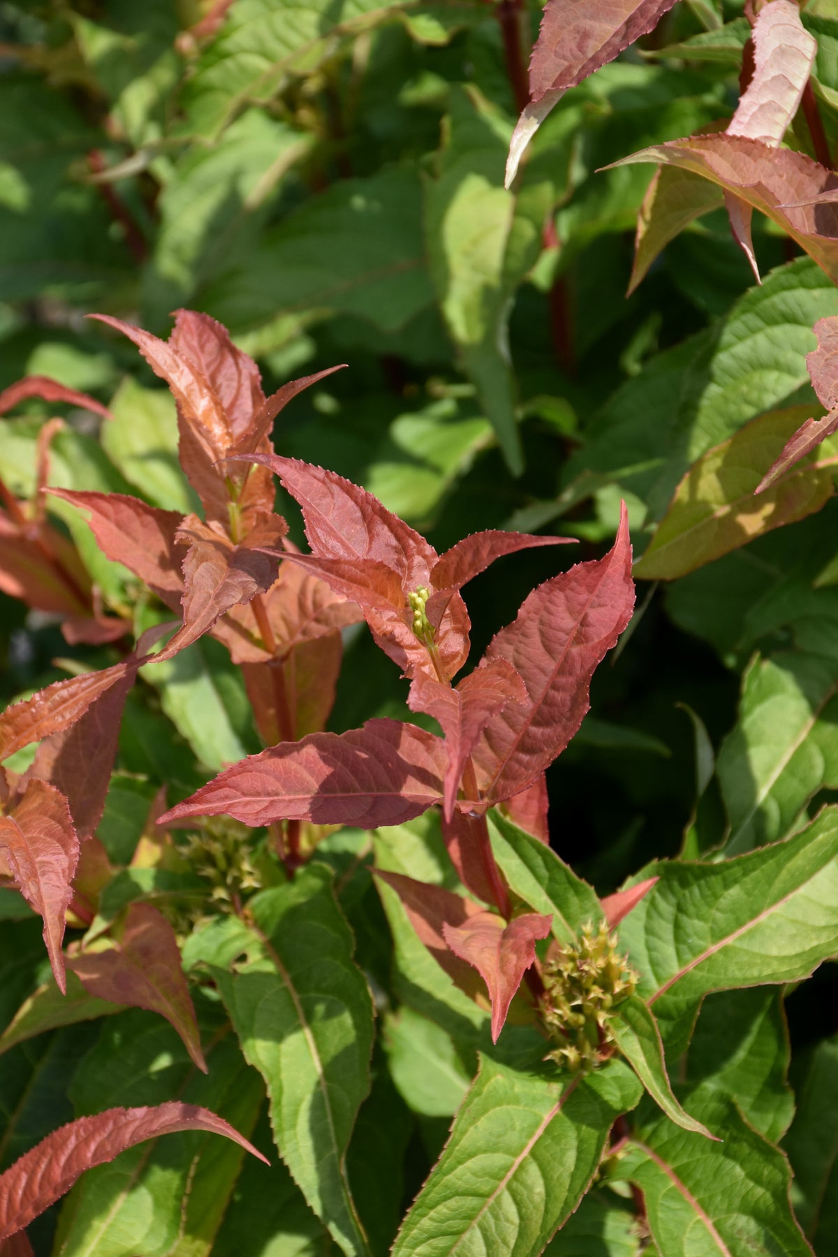 Kodiak® Orange Honeysuckle (Diervilla sessilifolia &
