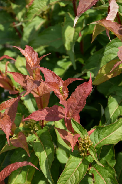 Kodiak® Orange Honeysuckle (Diervilla sessilifolia &