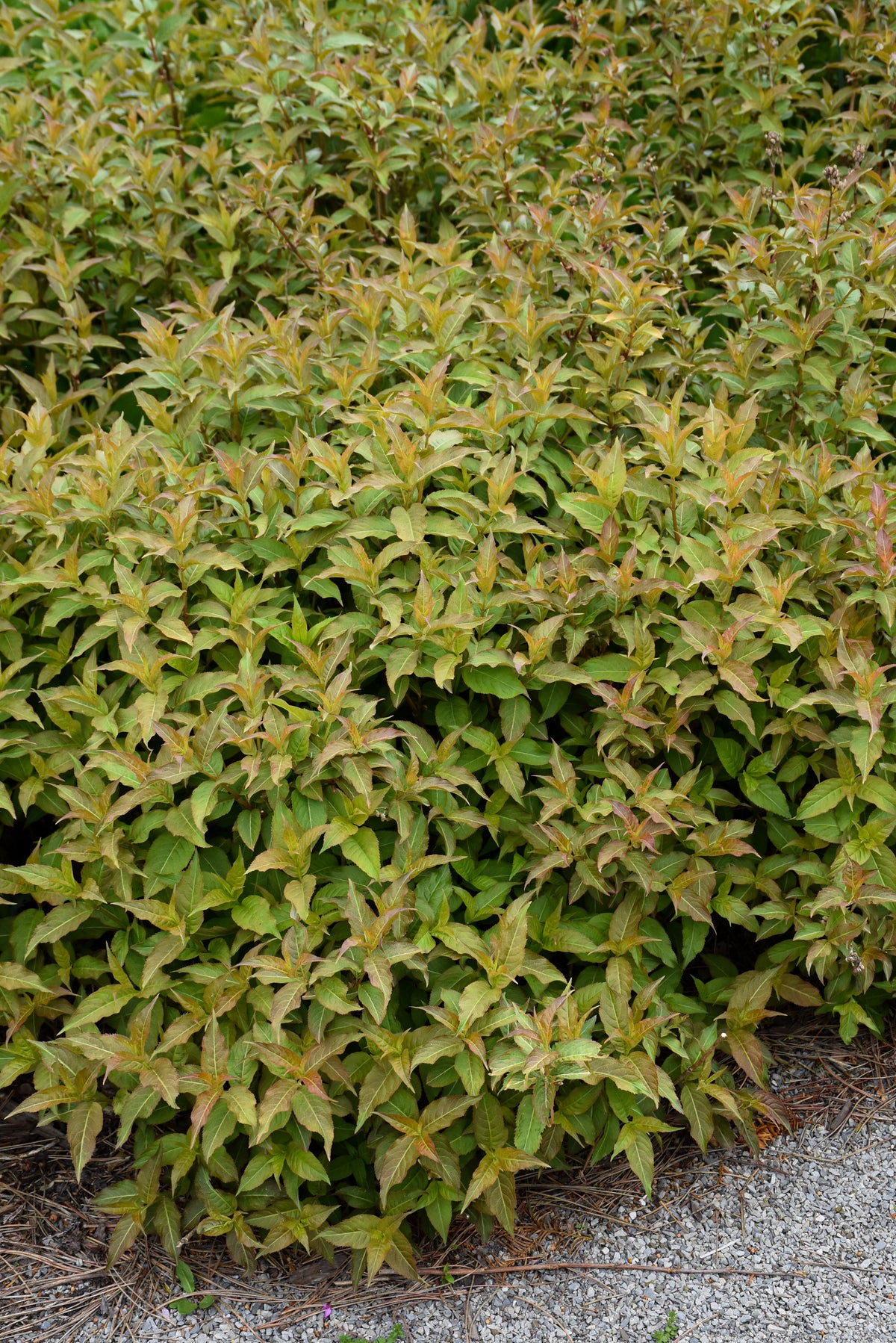 Kodiak® Orange Honeysuckle (Diervilla sessilifolia &