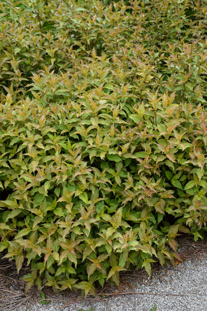 Kodiak® Orange Honeysuckle (Diervilla sessilifolia &