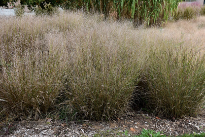 Shenandoah Switch Grass (Panicum virgatum &