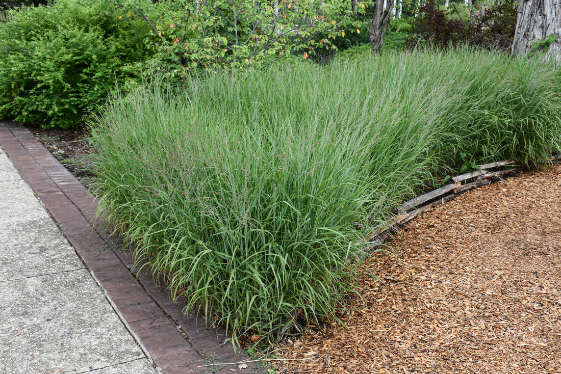 Shenandoah Switch Grass (Panicum virgatum &