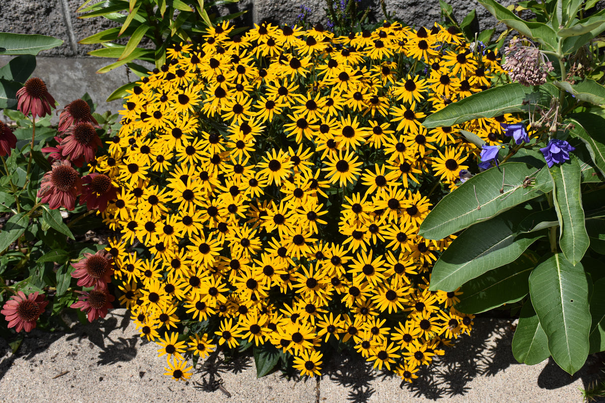 Little Goldstar Black-Eyed Susan (Rudbeckia fulgida var. sullivantii &