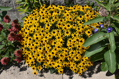 Little Goldstar Black-Eyed Susan (Rudbeckia fulgida var. sullivantii &
