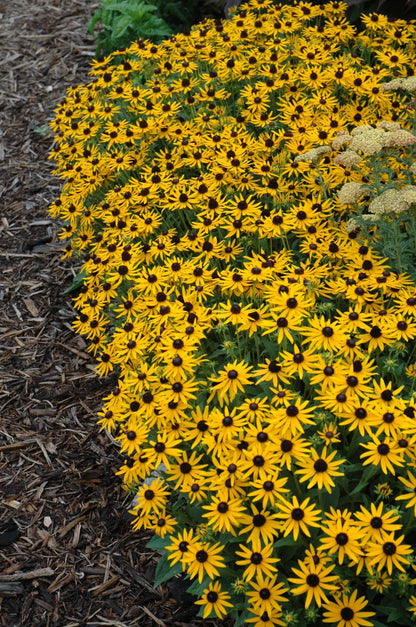 Little Goldstar Black-Eyed Susan (Rudbeckia fulgida var. sullivantii &