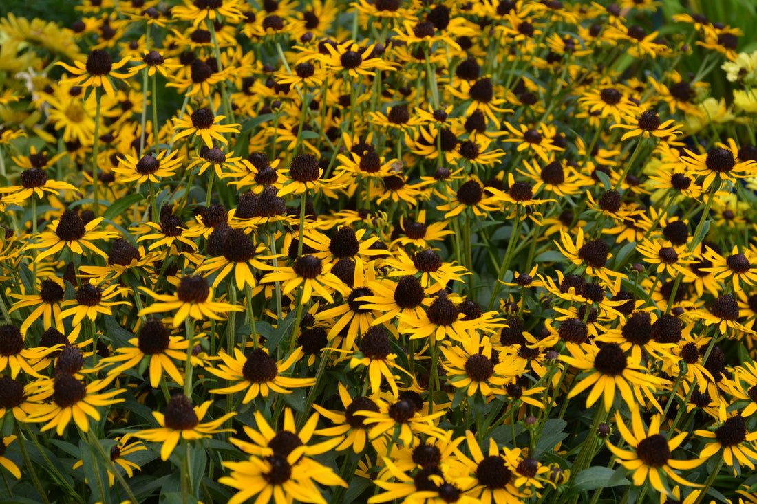 Little Goldstar Black-Eyed Susan (Rudbeckia fulgida var. sullivantii &