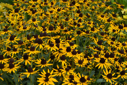 Little Goldstar Black-Eyed Susan (Rudbeckia fulgida var. sullivantii &