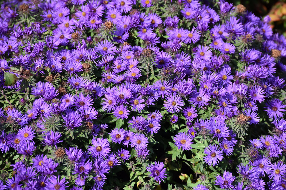 Grape Crush New England Aster (Aster grape &
