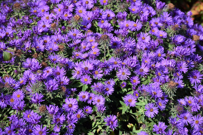 Grape Crush New England Aster (Aster grape &