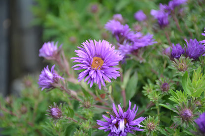 Grape Crush New England Aster (Aster grape &