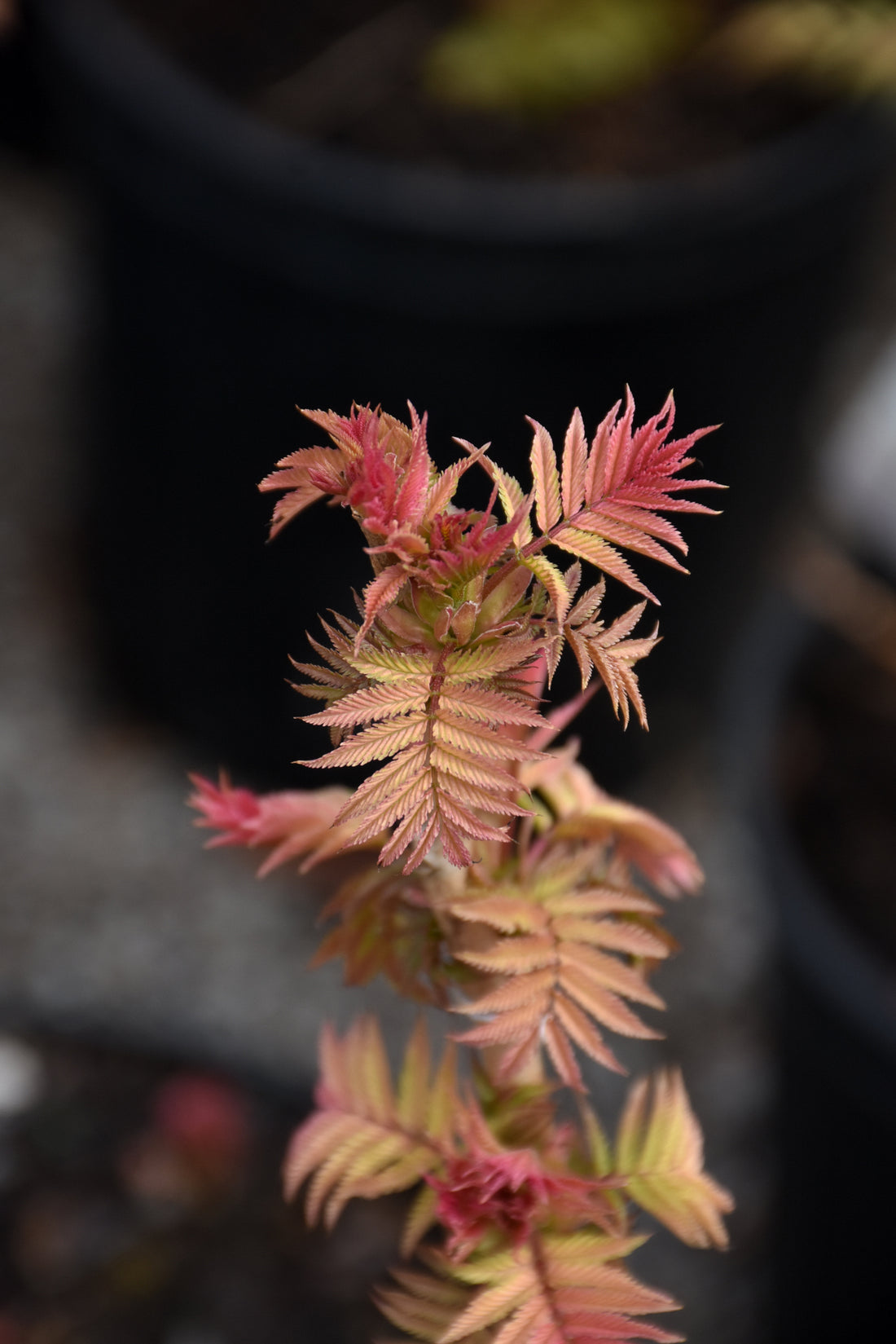 Cherry On Top® Sorbaria (Sorbaria &