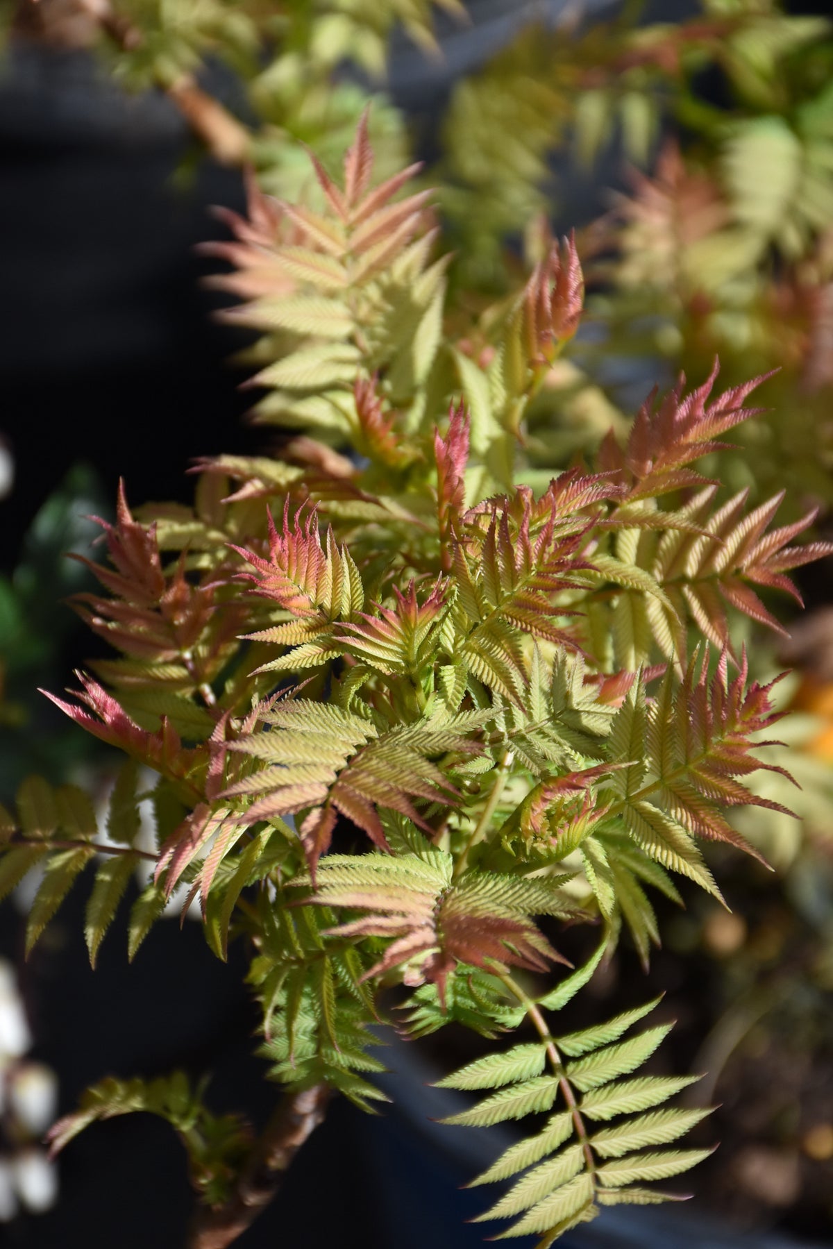 Cherry On Top® Sorbaria (Sorbaria &