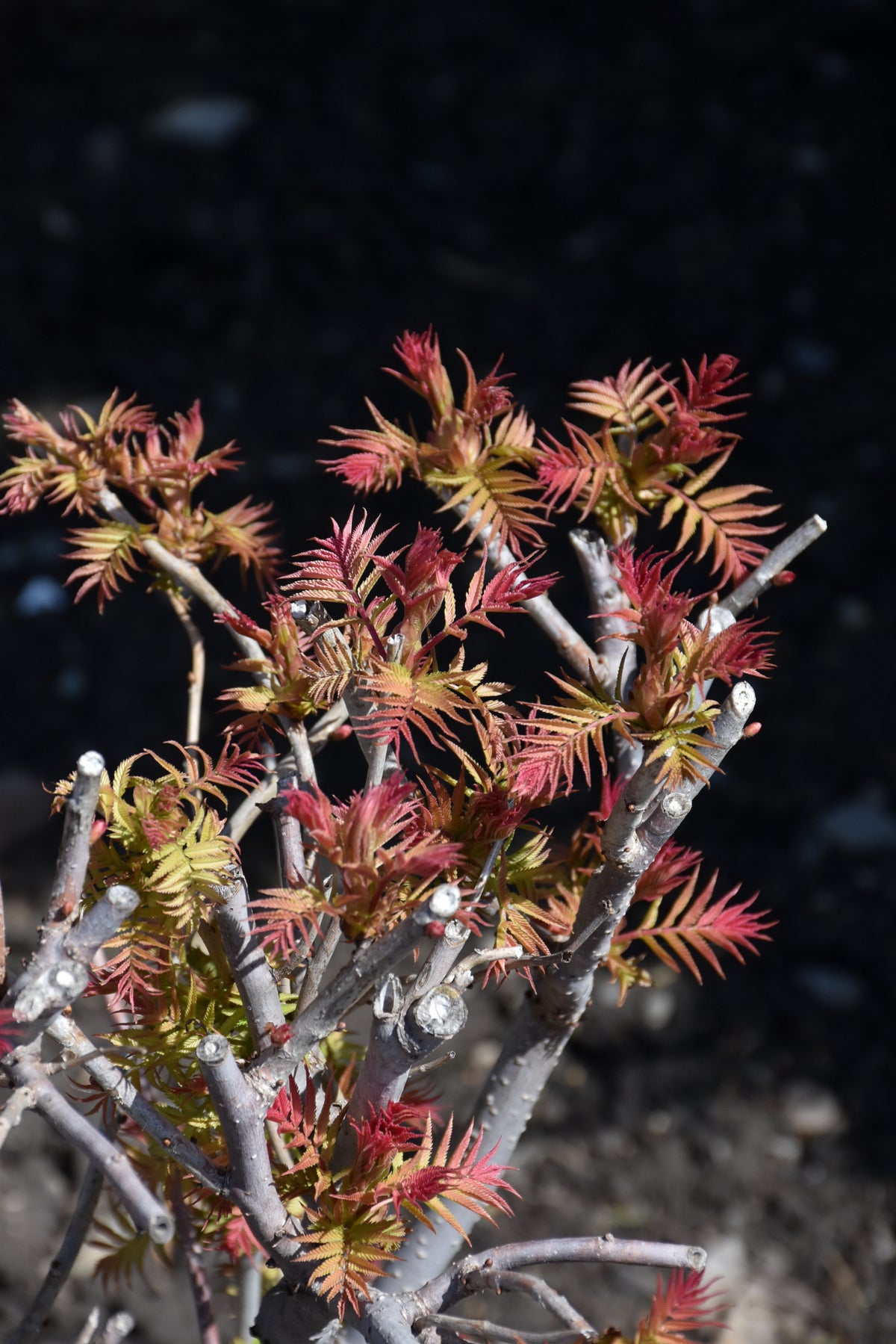 Cherry On Top® Sorbaria (Sorbaria &