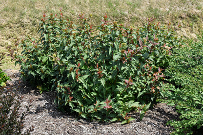 Kodiak® Red Diervilla (Diervilla sessilifolia &