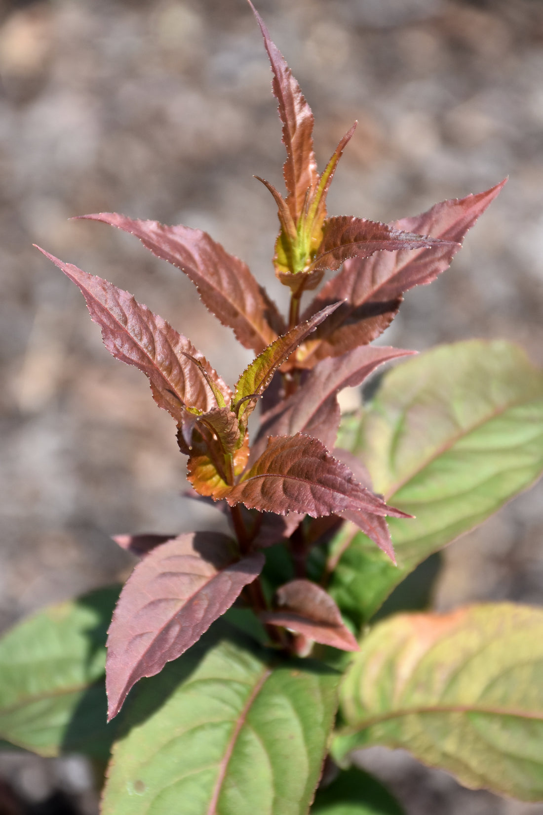 Kodiak® Red Diervilla (Diervilla sessilifolia &
