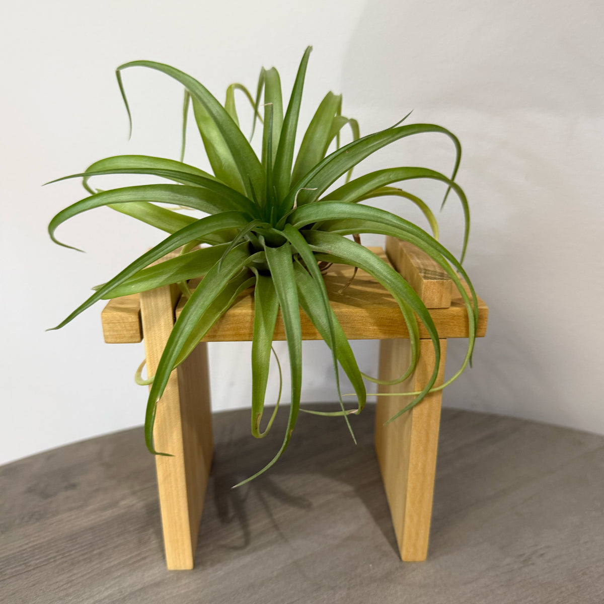 Air Plant Stands Kit
