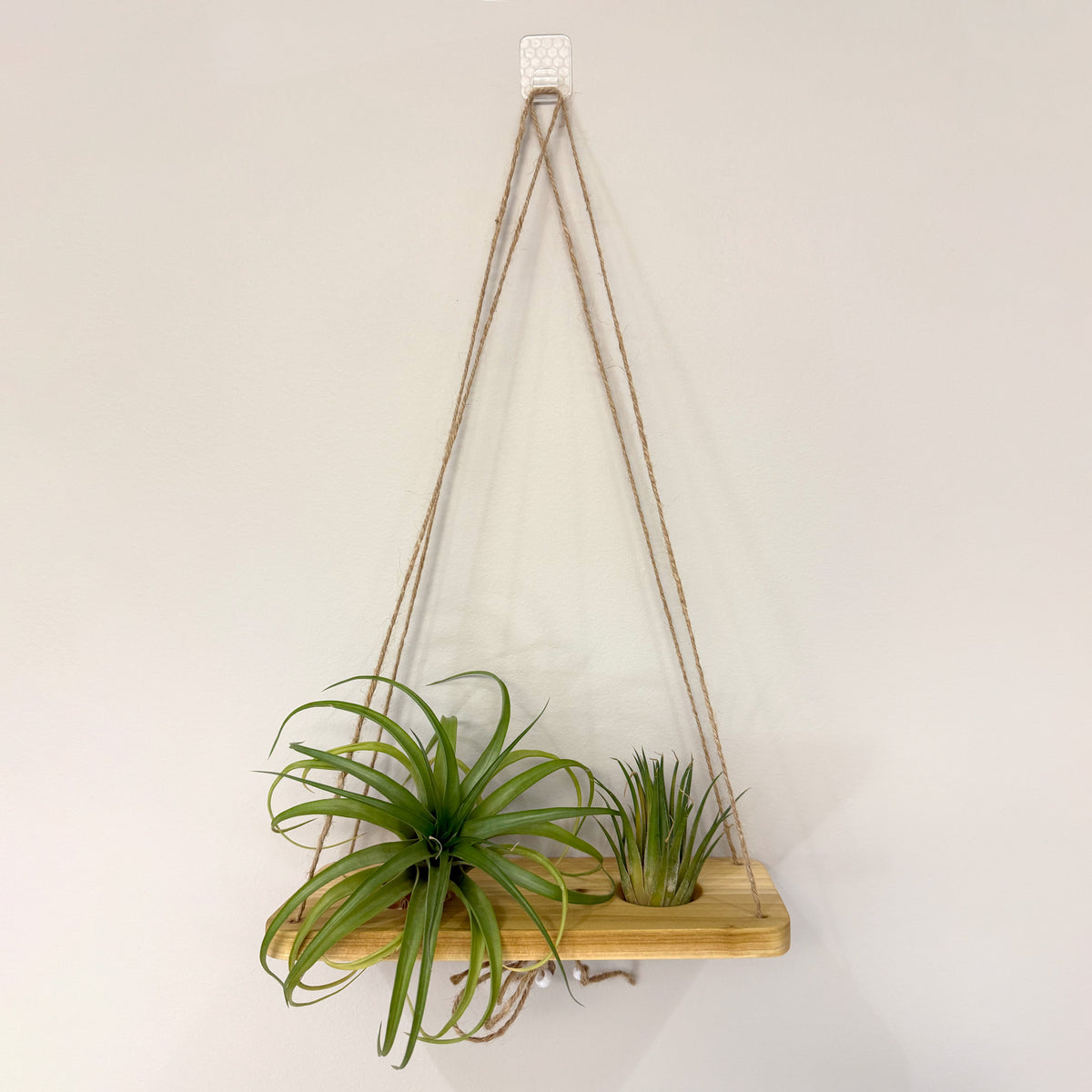 Air Plant Stands Kit