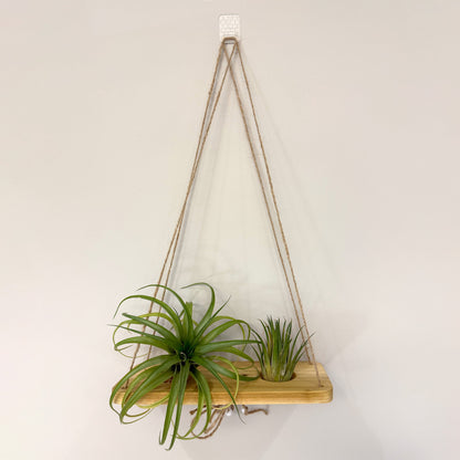 Air Plant Stands Kit