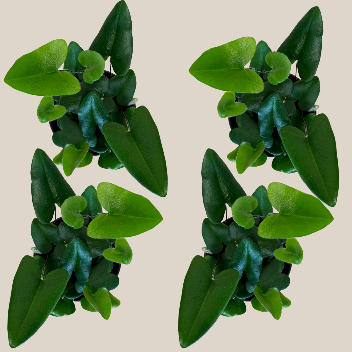 Heart Fern (Hemionitis Arifolia) 4 Packs - 4 Inch Indoor Houseplant