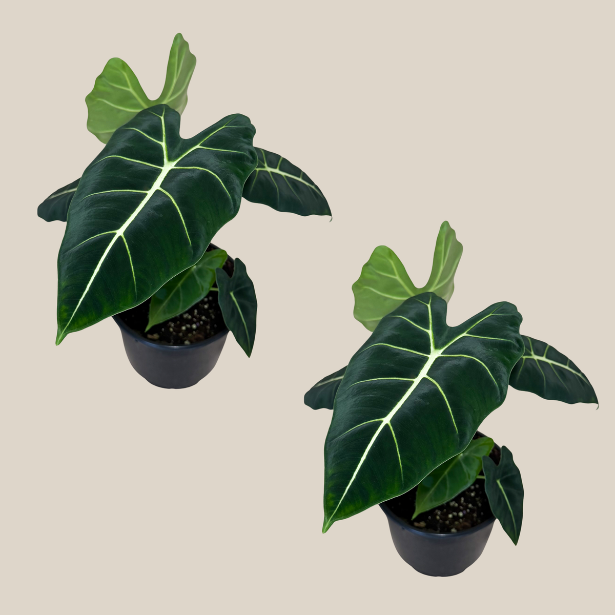 Alocasia Frydek (Alocasia Micholitziana &