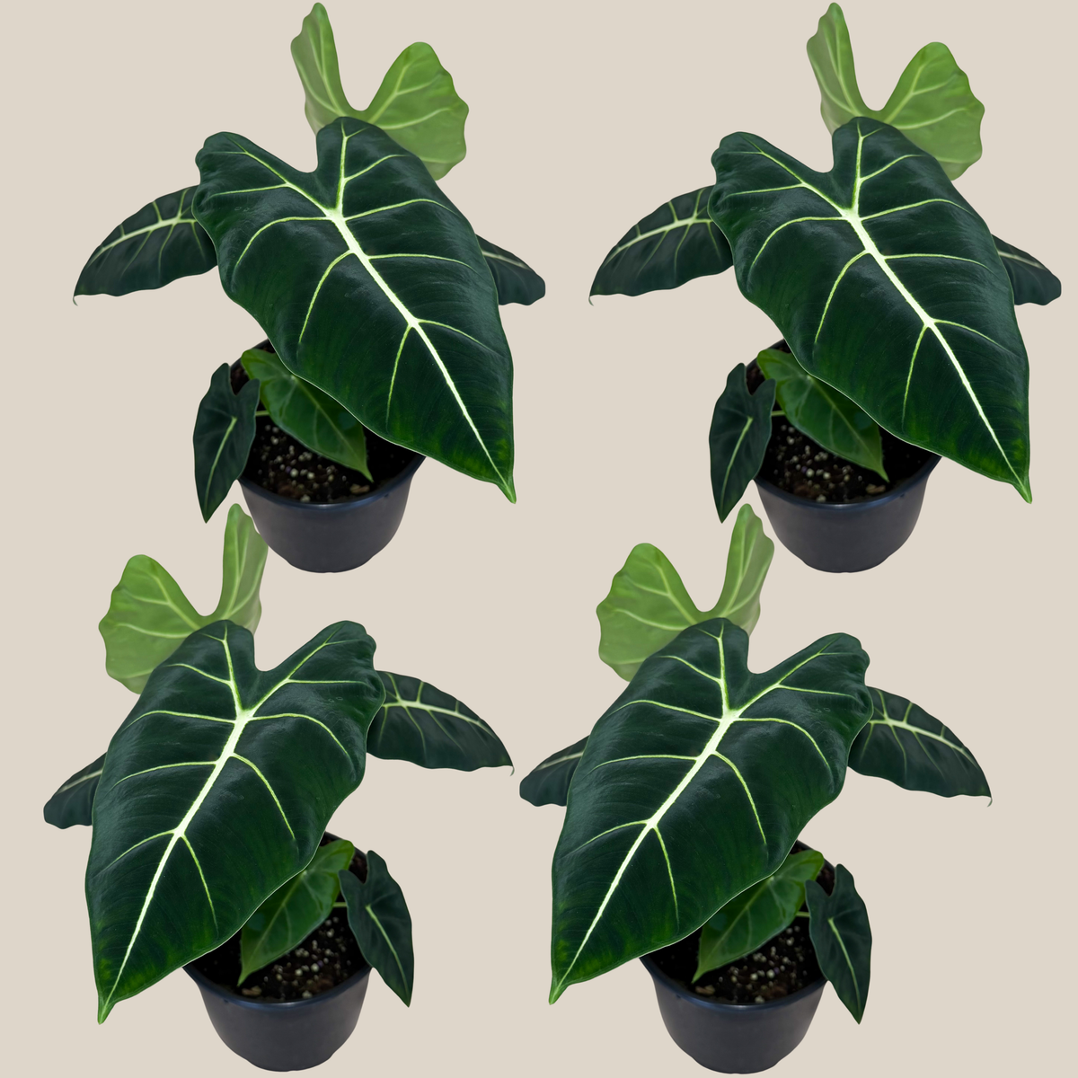 Alocasia Frydek (Alocasia Micholitziana &