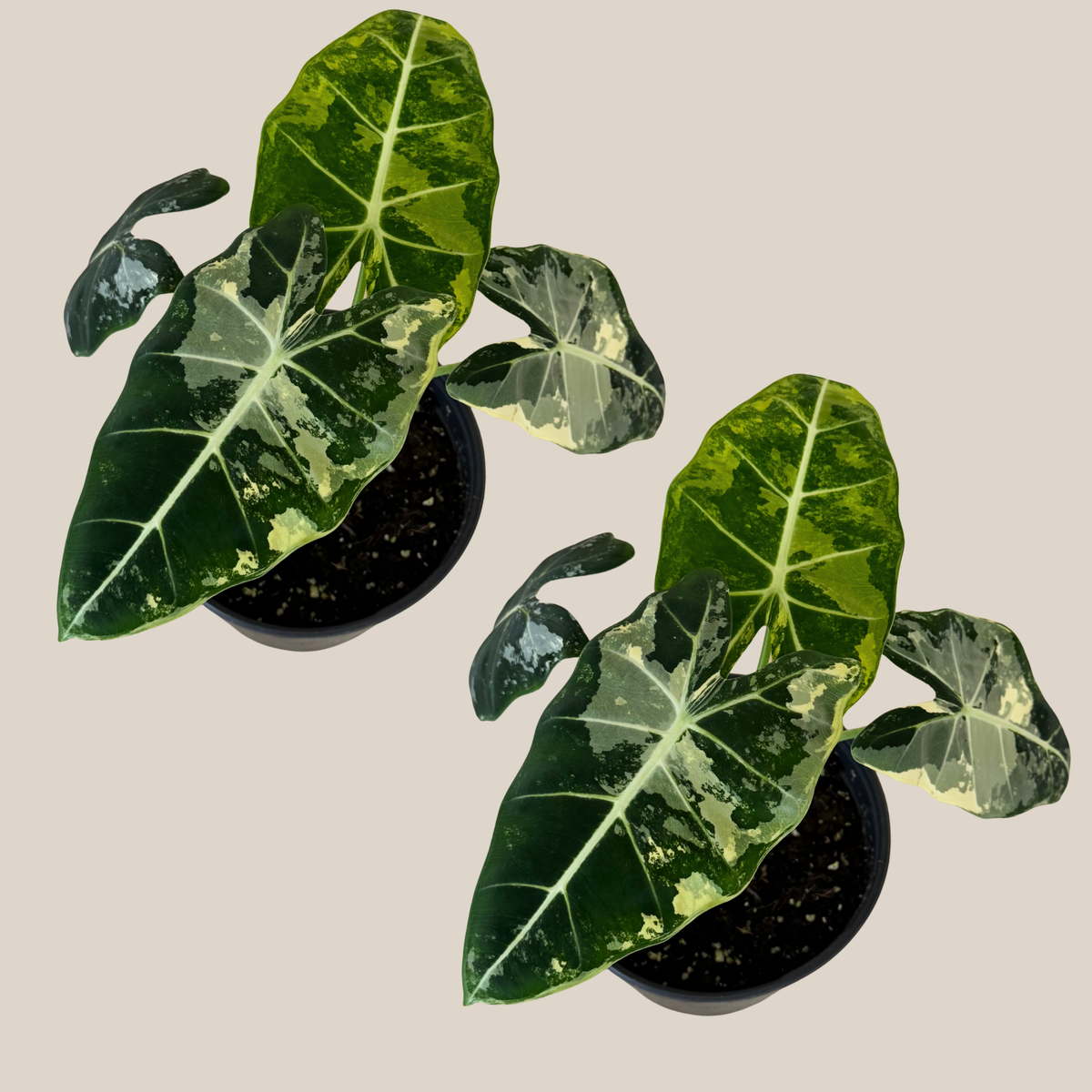 Alocasia Frydek Variegated (Alocasia Micholitziana &