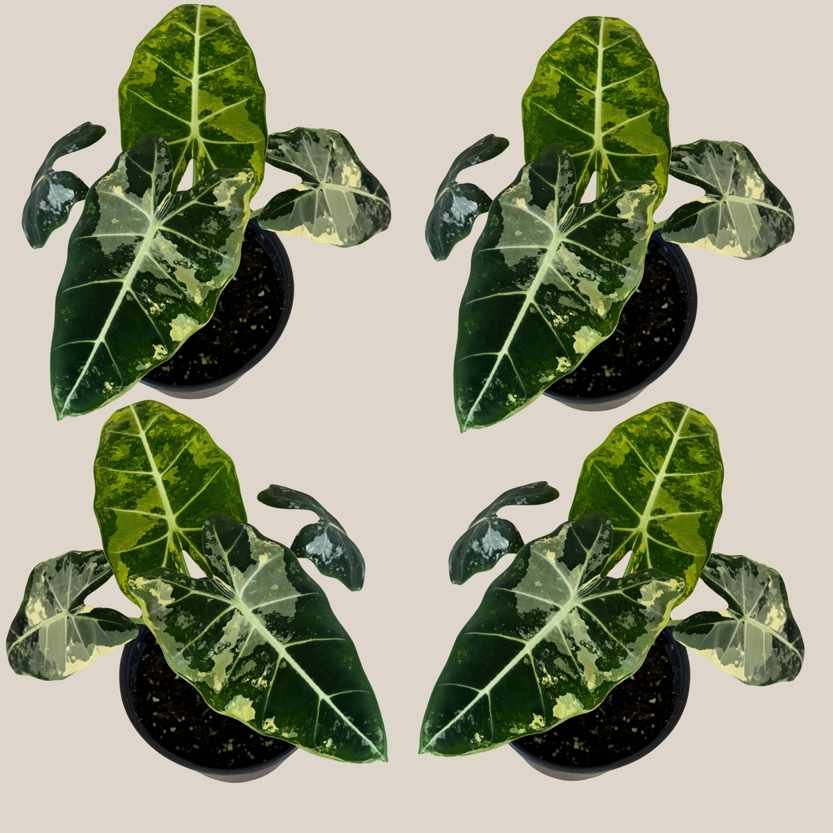 Alocasia Frydek Variegated (Alocasia Micholitziana &