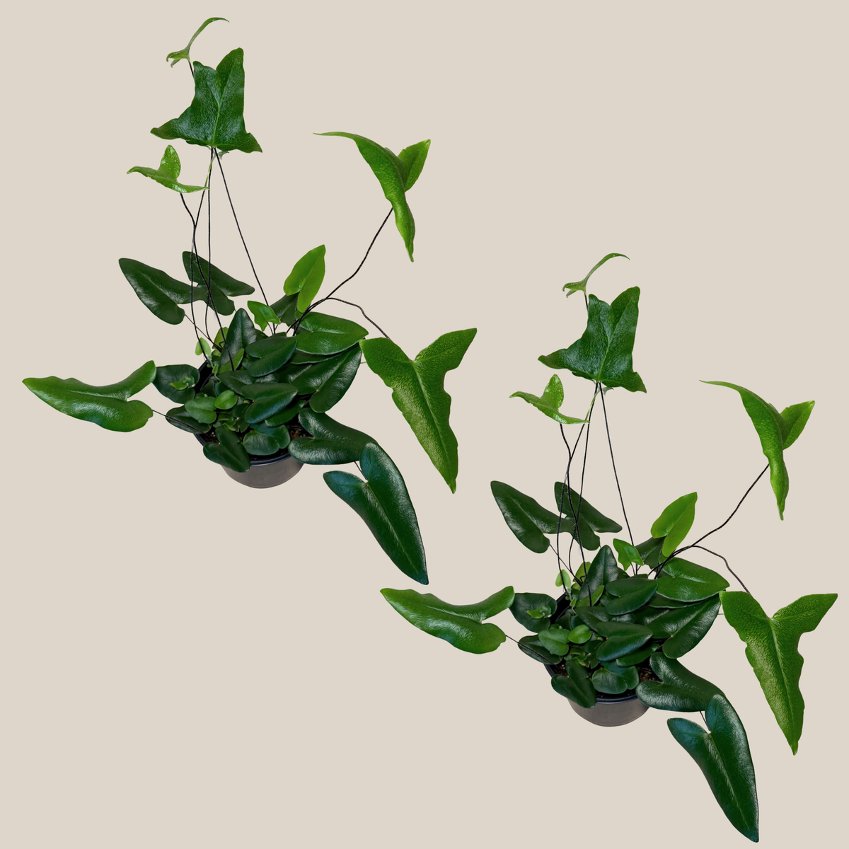 Heart Fern (Hemionitis Arifolia) 2 Pack - 6 Inch Indoor Houseplant