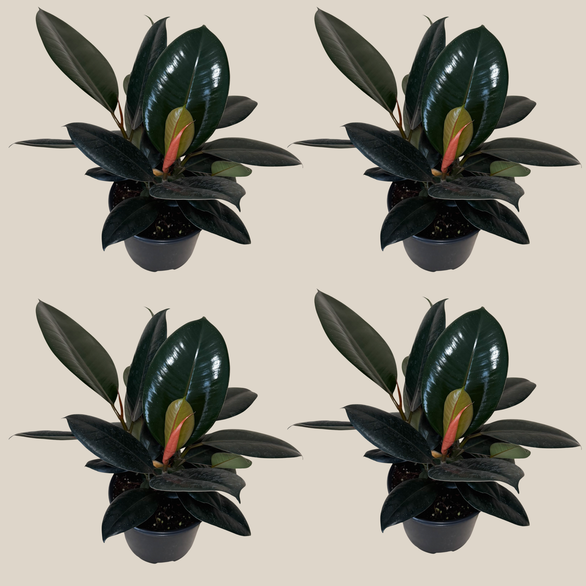 Burgundy Rubber Tree (Ficus Elastica &
