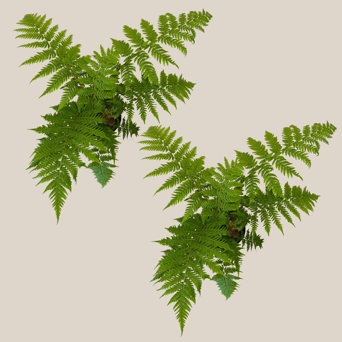 Australian Tree Fern (Cyathea Cooperi) 2 Pack - 6 Inch Indoor Houseplant