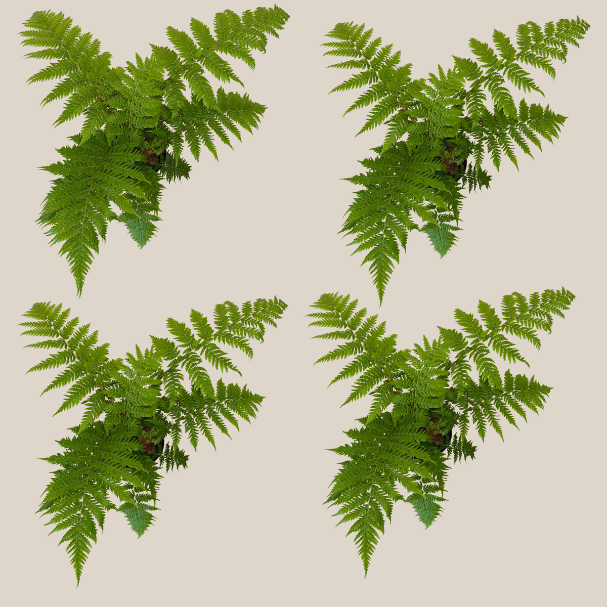 Australian Tree Fern (Cyathea Cooperi) 4 Pack - 6 Inch Indoor Houseplant